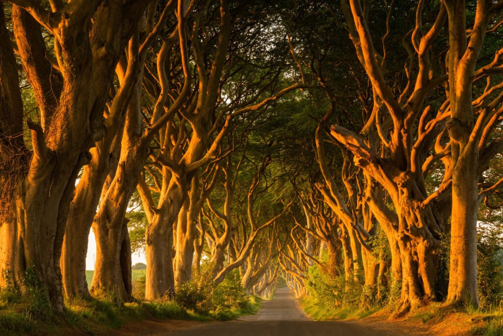 The Dark Hedges, Antrim, Northern Ireland.