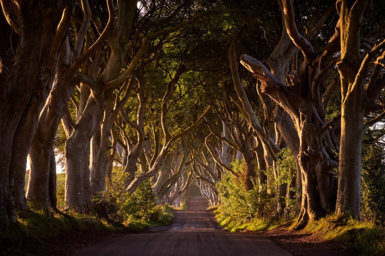 Sunrise at the Dark Hedges