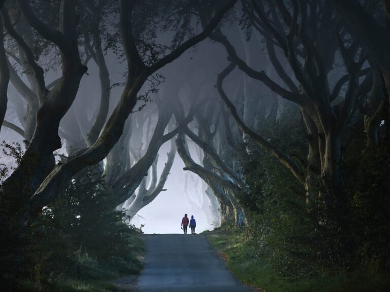 The Dark Hedges in Northern Ireland